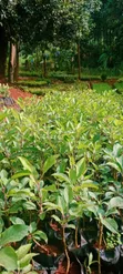 Kenyan Apple Seedlings (Green & Red) - 2