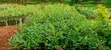 Kenyan Apple Seedlings (Green & Red) - 3