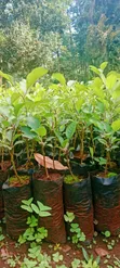 Kenyan Apple Seedlings (Green & Red) - 4