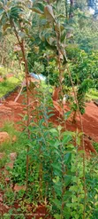 Kenyan Apple Seedlings (Green & Red) - 5