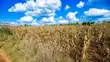 Prime Residential Plot for Sale in Kikuyu, Ng'amba - 4