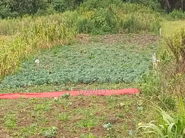 Land for Sale in Dundori, Nakuru - 1