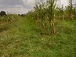 Land for Sale in Dundori, Nakuru - 2