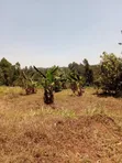 Kirwara Gatanga Prime 4.3 Acres Agricultural Land - 1