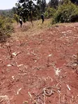 Kirwara Gatanga Prime 4.3 Acres Agricultural Land - 2