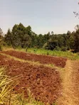 Kirwara Gatanga Prime 4.3 Acres Agricultural Land - 4