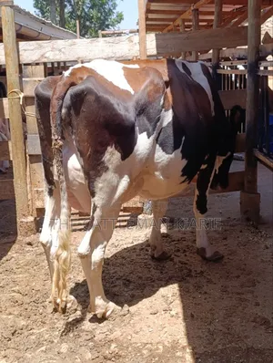Red Friesian Cow with Heifer Calf