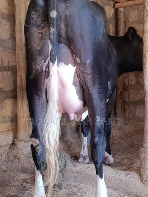 Pedigree Friesian Cow