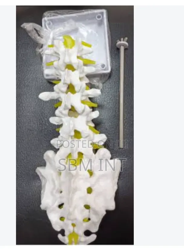 Brand New Spine Model - 1
