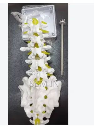 Brand New Spine Model