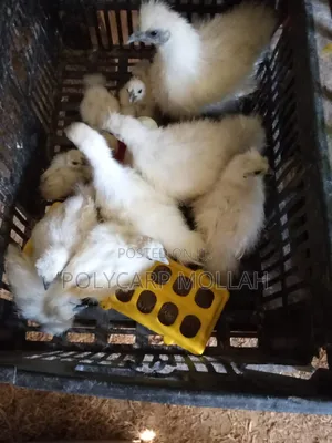 Silkie Chicks for Sale