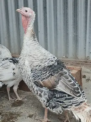 Rare Breed Royal Palm Turkeys