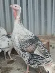 Rare Breed Royal Palm Turkeys - 1