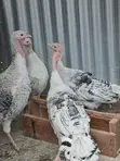 Rare Breed Royal Palm Turkeys - 2