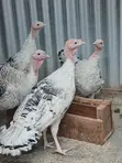 Rare Breed Royal Palm Turkeys - 3