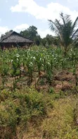 2 Acres Shamba for Sale in Bahari - 2