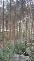 Commercial Land for Sale in Isukha North - 2