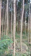 Commercial Land for Sale in Isukha North - 3