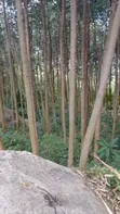 Commercial Land for Sale in Isukha North - 5