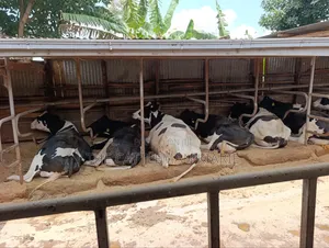 Registered Pedigree Incalf Heifers for Sale