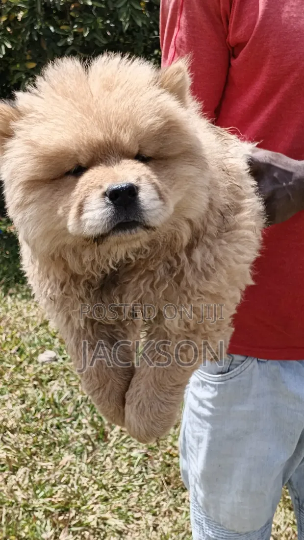 Purebred Chow Chow Puppy - 1-3 Months Male - 1