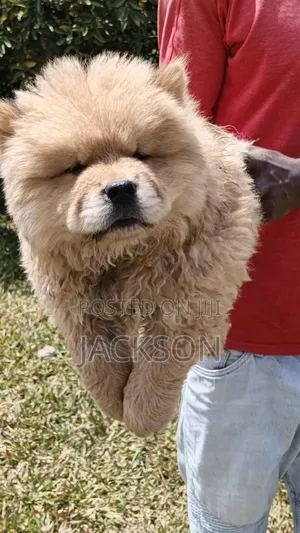 Purebred Chow Chow Puppy - 1-3 Months Male