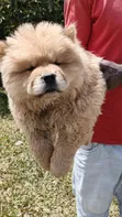 Purebred Chow Chow Puppy - 1-3 Months Male - 1