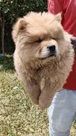 Purebred Chow Chow Puppy - 1-3 Months Male - 2
