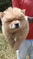 Purebred Chow Chow Puppy - 1-3 Months Male - 3
