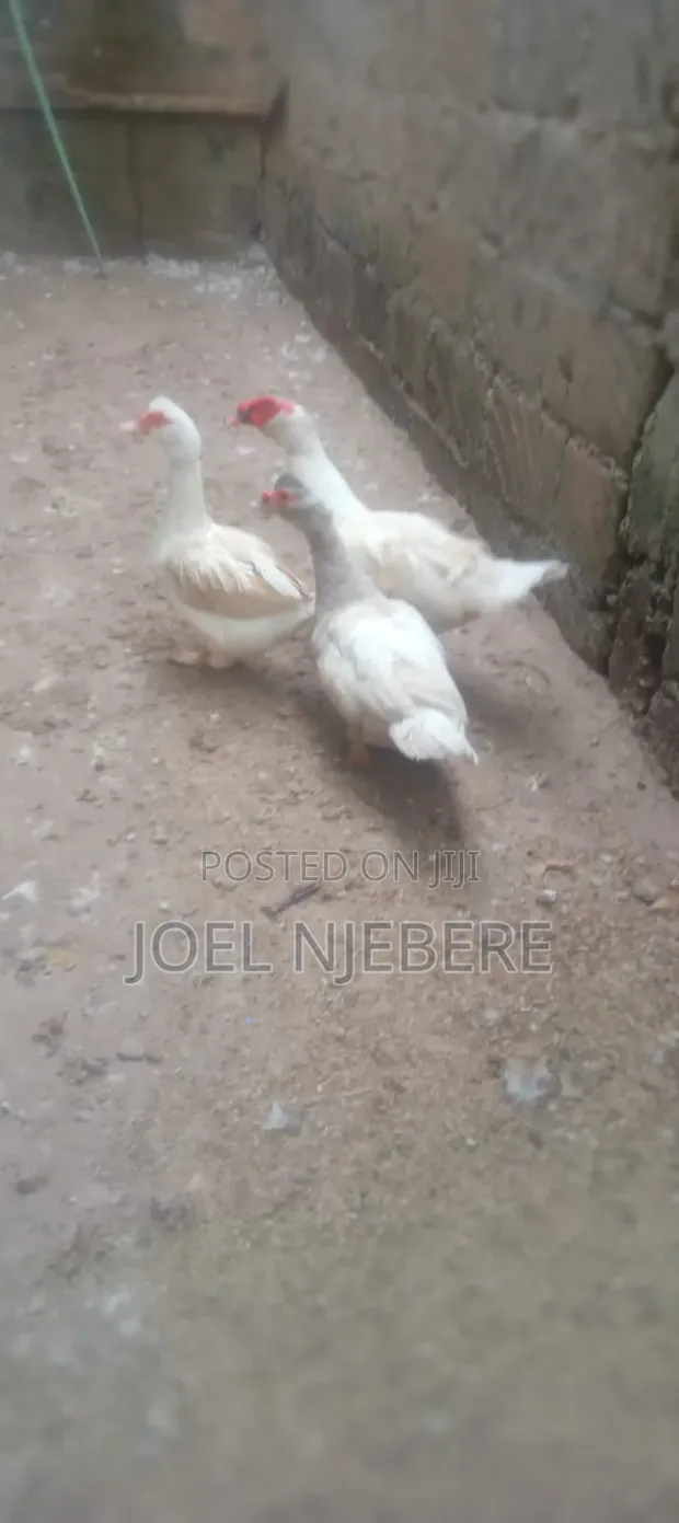 Mature Ducks for Sale - 1