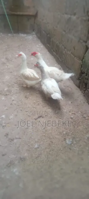 Mature Ducks for Sale