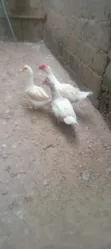 Mature Ducks for Sale - 1