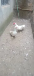 Mature Ducks for Sale - 2