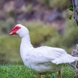 Mature Ducks for Sale - 3