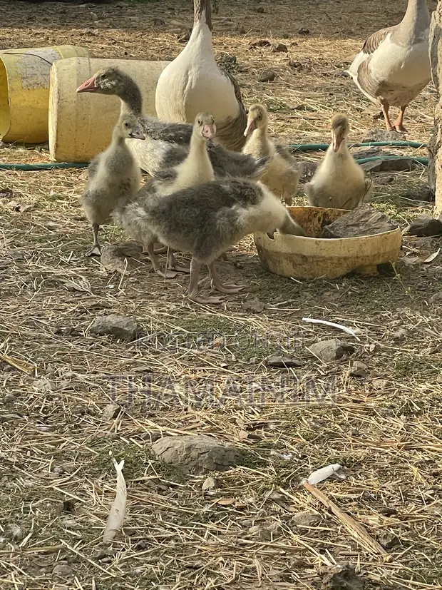 Geese Pairs (Male & Female) - 3 Months Old - 1