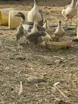 Geese Pairs (Male & Female) - 3 Months Old - 1