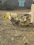 Geese Pairs (Male & Female) - 3 Months Old - 2