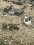 Geese Pairs (Male & Female) - 3 Months Old - 3