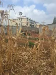 Valley View Kiambu Rd Prime 1/2 Acre Corner Plot - 1