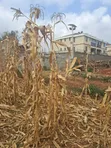 Valley View Kiambu Rd Prime 1/2 Acre Corner Plot - 5