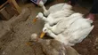 Crested Rouen Duck Pair - 1