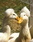 Crested Rouen Duck Pair - 2