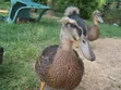 Crested Rouen Duck Pair - 3