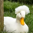 Crested Rouen Duck Pair - 4
