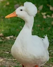 Crested Rouen Duck Pair - 5