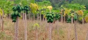 Kitengela Prime Developed 10 Acres with Borehole - Freehold Title