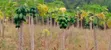 Kitengela Prime Developed 10 Acres with Borehole - Freehold Title - 1