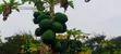 Kitengela Prime Developed 10 Acres with Borehole - Freehold Title - 2