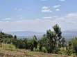 20 Acres Farm for Sale in Nakuru Miti Mingi - 1