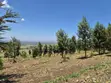 20 Acres Farm for Sale in Nakuru Miti Mingi - 2